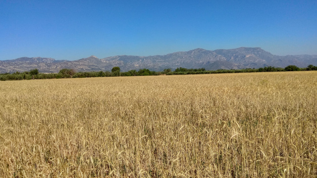 PER LA PLANA: SANTA BÀRBARA, LA SÈNIA I MAS DE BARBERANS